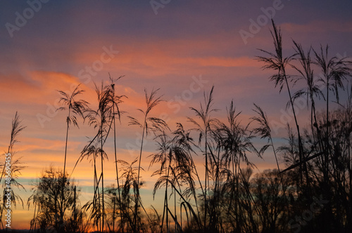 Reeds, silhouette against colorful sunset