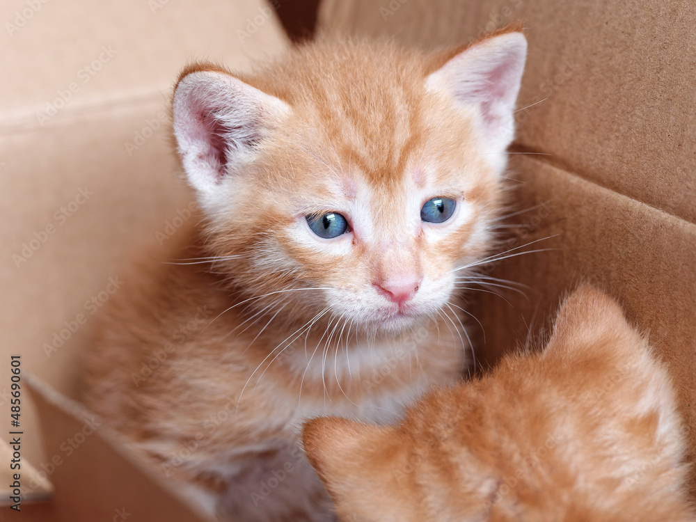 Portrait of two cute ginger tabby cat, adorable kitty looking at camera.