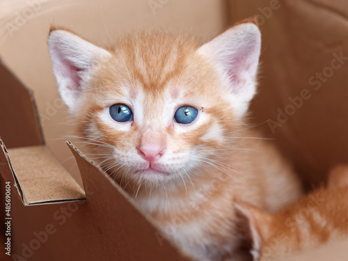 Wallpaper Mural Portrait of cute ginger tabby cat, adorable kitty looking at camera. Torontodigital.ca
