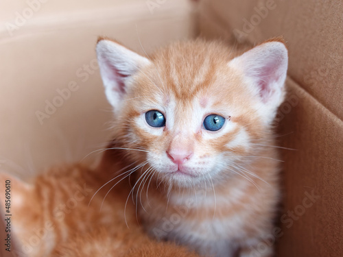 Portrait of cute ginger tabby cat, adorable kitty looking at camera. © atiger