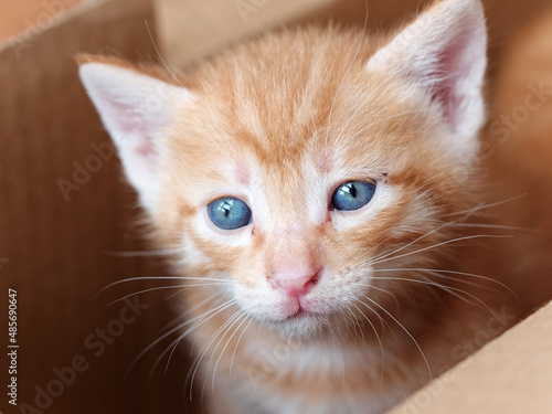 Portrait of cute ginger tabby cat, adorable kitty looking at camera.