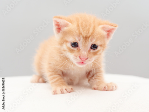 Portrait of cute ginger tabby cat, adorable kitty looking at camera.