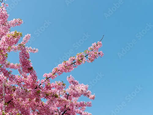 Pink cherry blossoms isolated with blue sky background, spring flowers series.