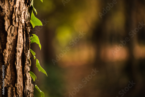Ray of golden light on a tree with running ivy