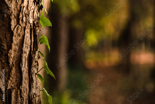 Ray of golden light on a tree with running ivy
