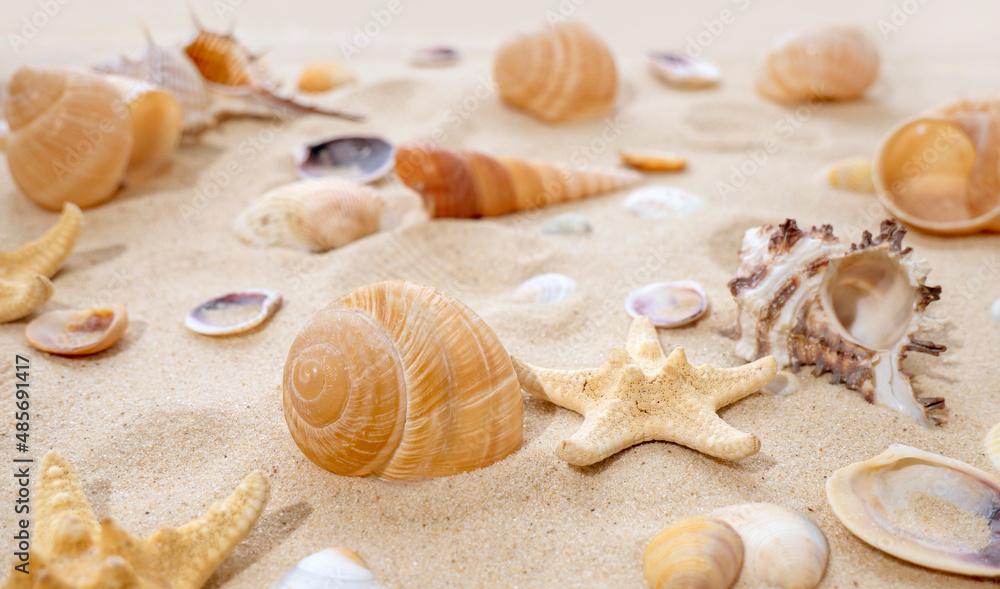The concept of summer, rest, sea, travel. Starfish and seashells on the sand. top view of sandy background with dunes