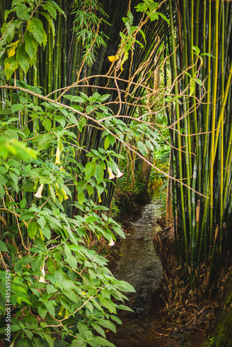 Stream with bamboos and plants