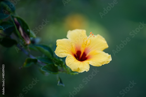 Hawaiian Flowers © Taygan