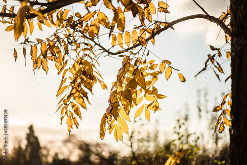 Beautiful yellow leaves at forest during autumn.