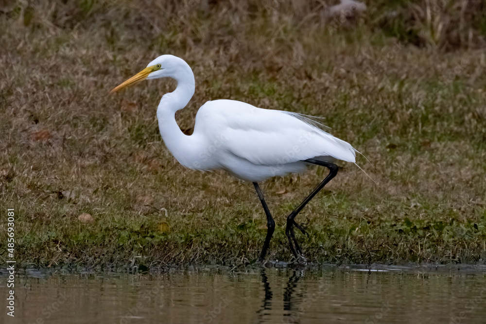 Heron Heron