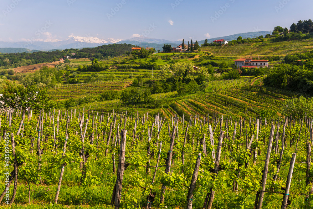 Goriska Brda vineyard countryside with mountains in the background, Goriska Brda (Gorizia Hills), Slovenia, Europe