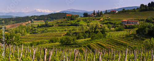 Goriska Brda vineyard countryside with mountains in the background, Goriska Brda (Gorizia Hills), Slovenia, Europe