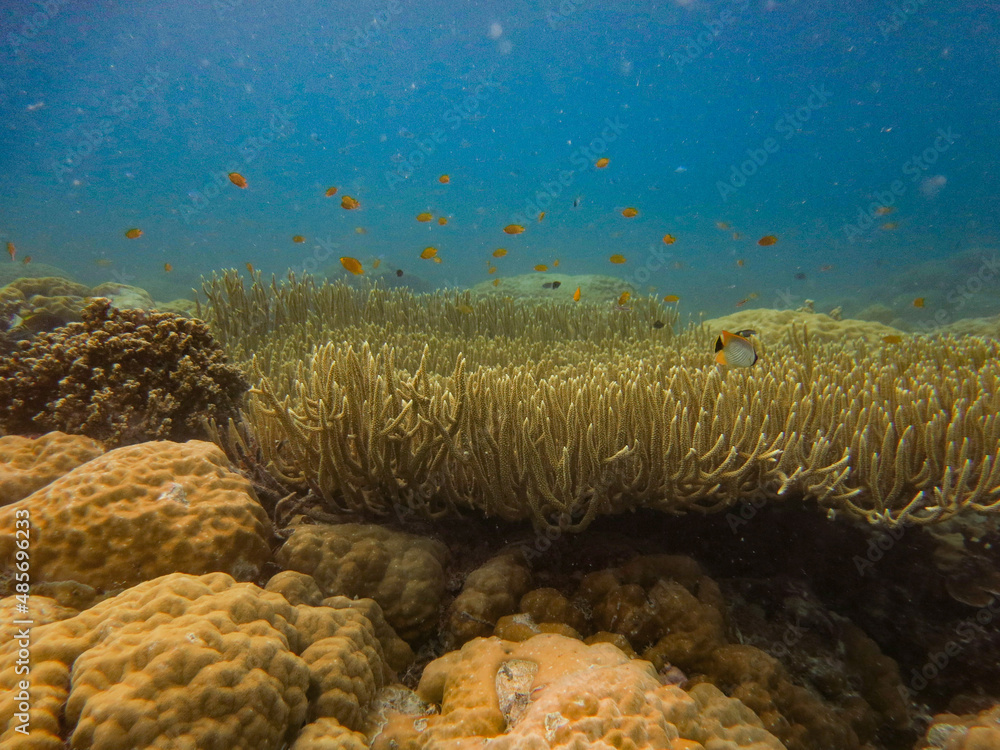 Tropical Fishes And Coral Reefs In Ocean, Underwater Photo, In Aimeliik 