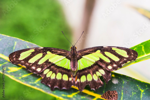 Butteryfly in Amazon Rainforest, Coca, Ecuador, South America