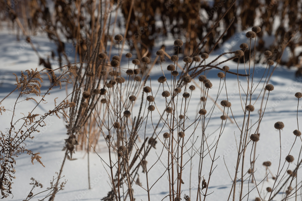 grass (or dried wildflowers seed heads) in the snow grass (or dried wildflowers seed heads) in the snow