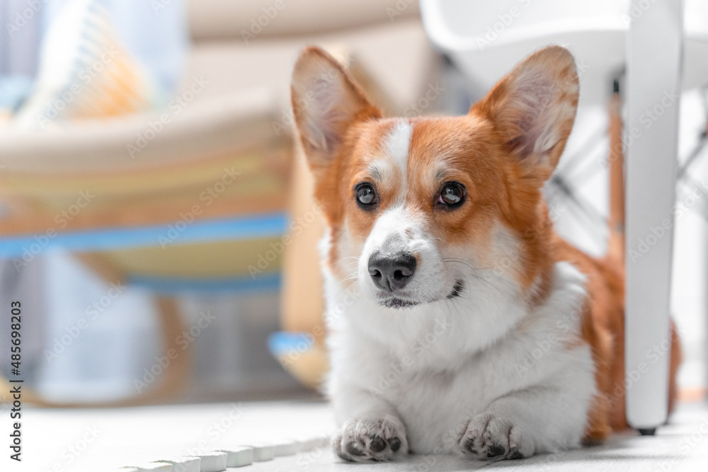 Adorable Welsh corgi Pembroke or cardigan dog with playful look obediently lies on the floor under the table, front view, blurred background, copy space. Cute puppy is posing at home