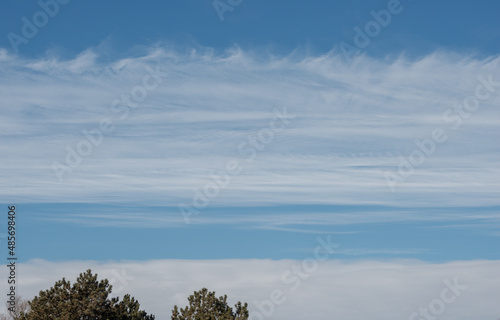 pine trees and sky with horizontal clouds