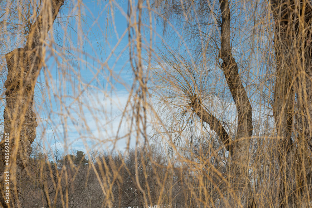 Obraz premium willow tree branches in winter