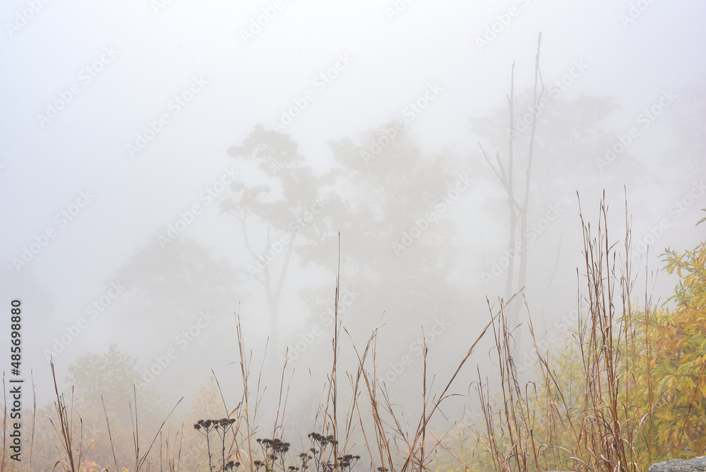 Flora and mist near Compton Gap, Shenandoah National Forest, Virginia