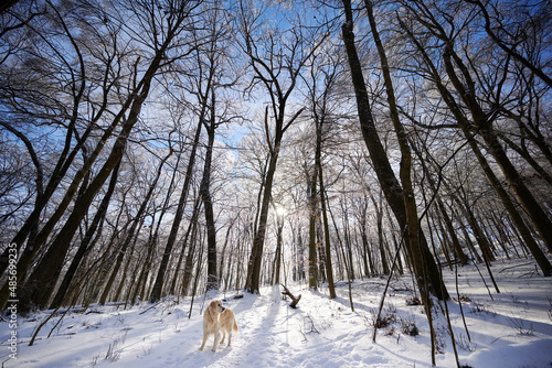 SEWICKLEY, PA, USA - FEBRUARY 7TH 2022: A 5-year old male Golden Retriever dog is hiking up the hills of Western Pennsylvania. The winter forest is covered in snow and the icicles shine in the sun.