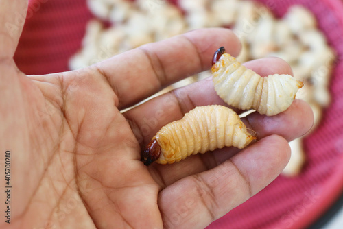 Red palm weevil, sago worm (Rhynchophorus ferrugineus), larvae in hand closeup many proteins for eating.  photo