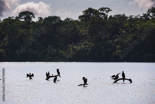 Neotropic Cormorant (Phalacrocorax brasilianus), Sandoval Lake, Tambopata National Reserve, Amazon Jungle of Peru, South America
