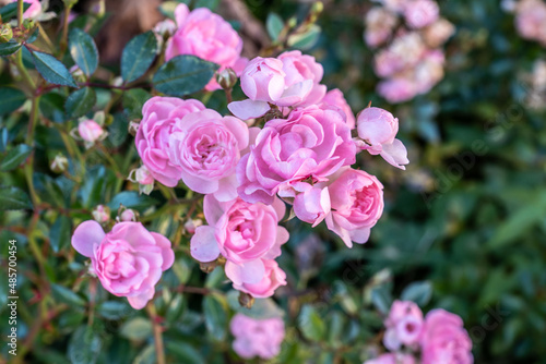 Rosenblüte