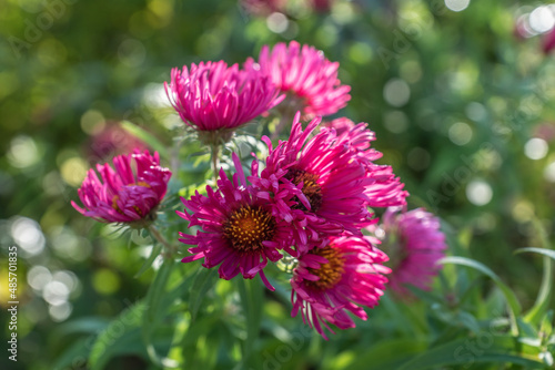 Raublatt-Aster