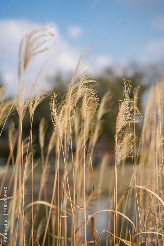 Fototapeta premium Close view of the yellow reed during autumn time.