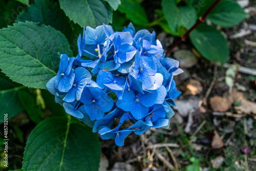 Blaue Gartenhortensie photo