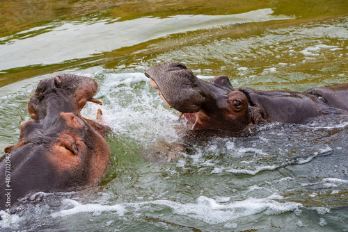 Group of wild hippos at a waterhole rearing