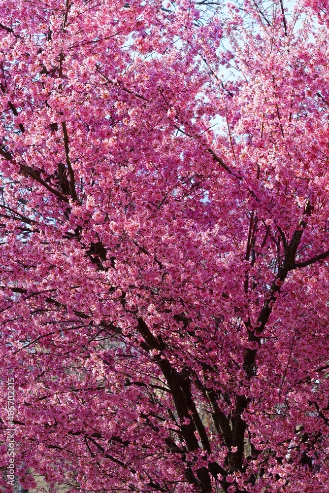 Billowy pink blossoms of a sakura cherry prunus tree in spring Billowy pink blossoms of a sakura cherry prunus tree in spring