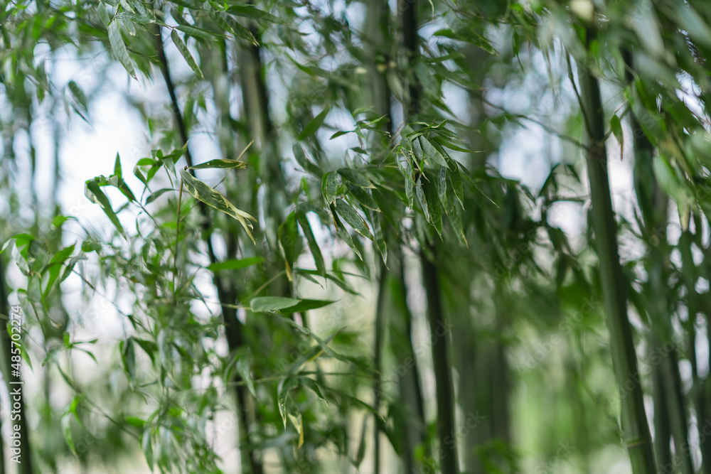 Inside view of a bamboo forest. Inside view of a bamboo forest.