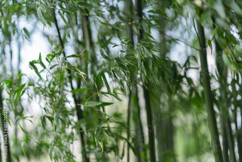 Inside view of a bamboo forest.