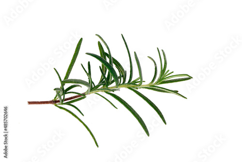 Rosemary isolated on a white background © pdm