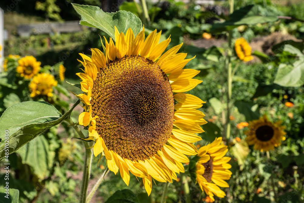 Sonnenblume Sonnenblume