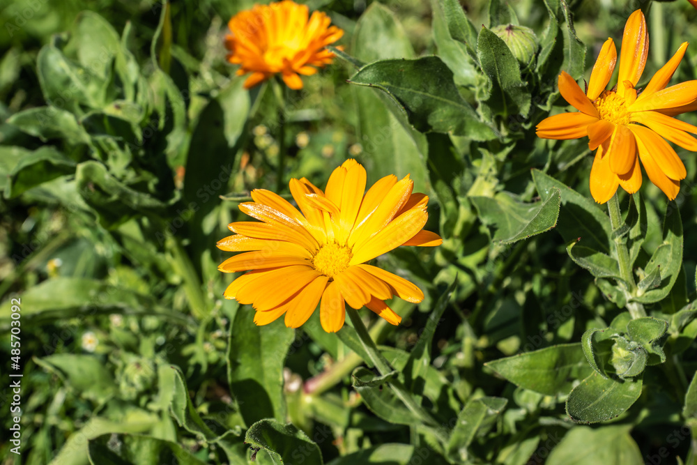 Ringelblume Ringelblume