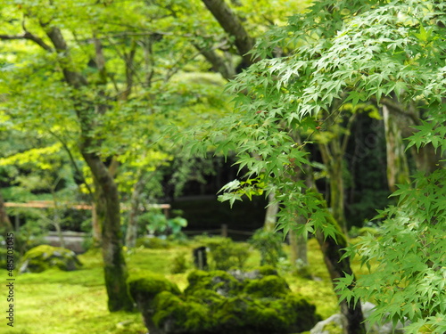 Fototapeta Naklejka Na Ścianę i Meble -  the beauty of Kyoto