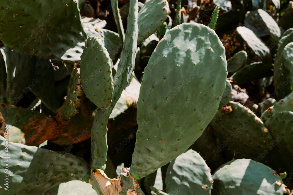 Green pads on a prickly pear cactus. (Opuntia, ficus-indica, Indian fig opuntia, barbary fig, cactus pear and spineless cactus) on streetside in Montenegro. Nature texture. Thorny leaves Green pads on a prickly pear cactus. (Opuntia, ficus-indica, Indian fig opuntia, barbary fig, cactus pear and spineless cactus) on streetside in Montenegro. Nature texture. Thorny leaves