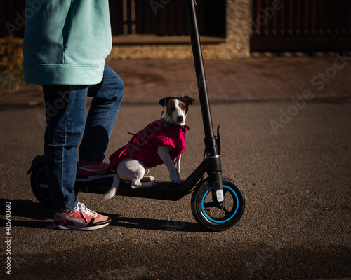 A woman rides an electric scooter around the cottage village with the Dog. Jack Russell Terrier in a pink jacket on a cool autumn day. © Михаил Решетников