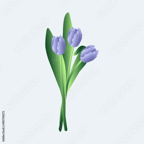 Blue tulips, illustration isolated on white background. Spring postcard for Women's Day. Very Peri background with cute flowers for March 8. © Rain