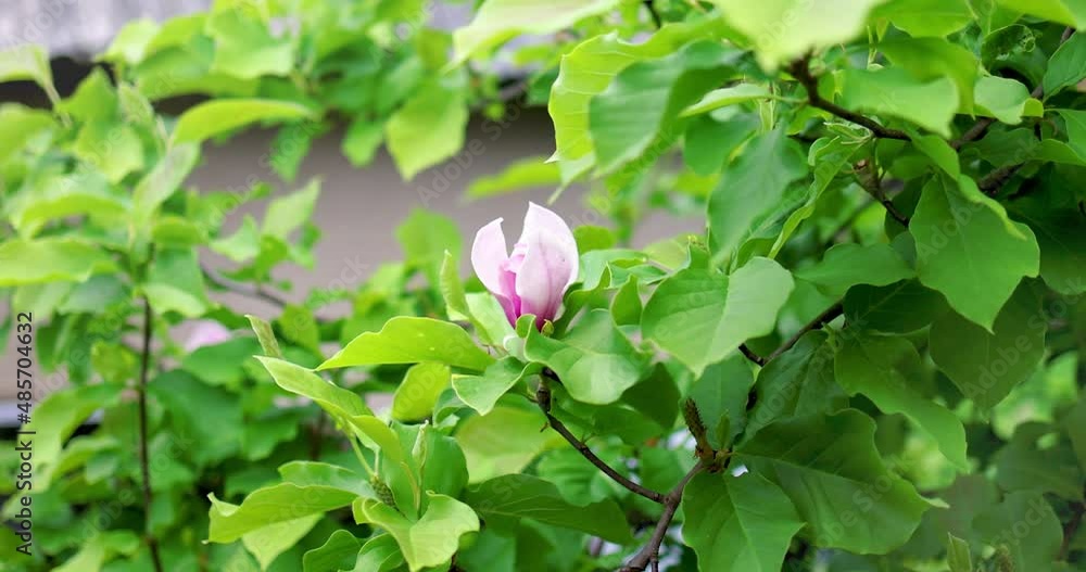 tender flower of Magnolia soulangeana surounded by green fresh leaves in a garden