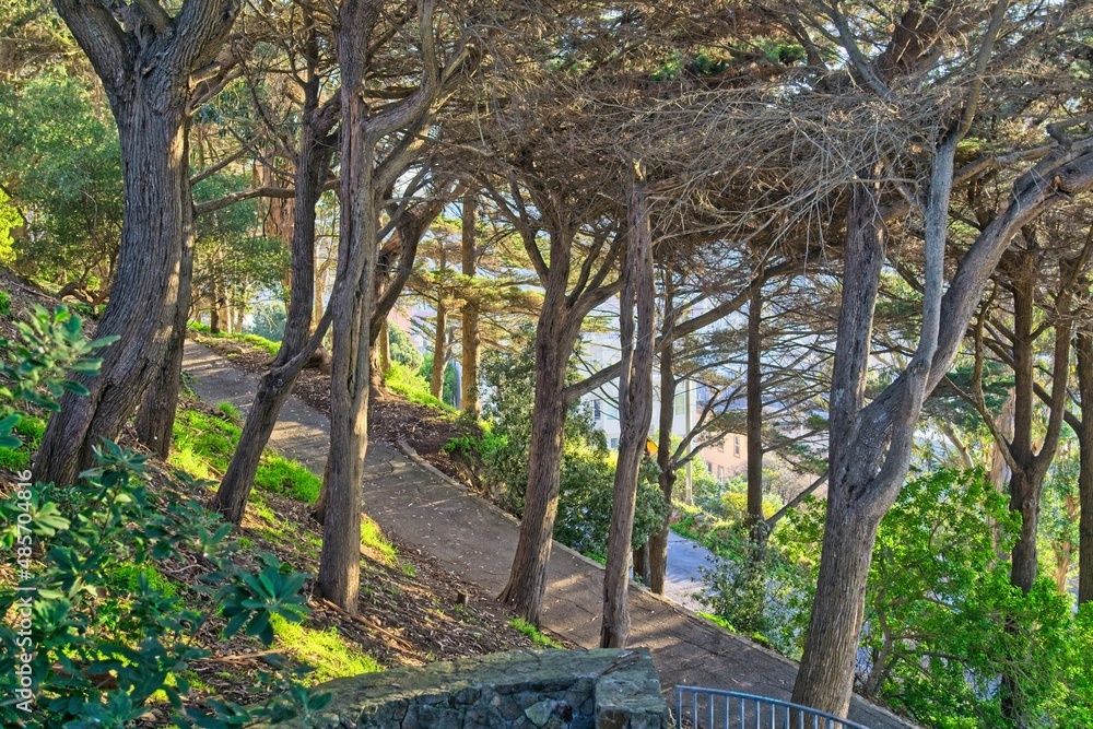 Trees and path on Telegraph Hill San Francisco Trees and path on Telegraph Hill San Francisco