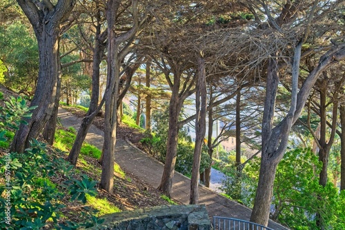 Trees and path on Telegraph Hill San Francisco