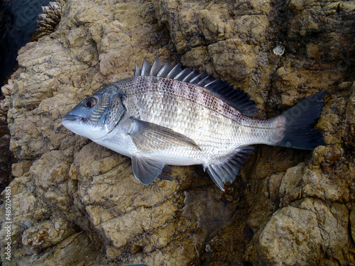 Japanese most popular fishing target saltwater fish “Black sea bream ( Kurodai, Chinu )”. キレイなクロダイ（チヌ）の若い魚体を磯の上で撮った写真。 photo