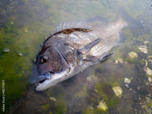Japanese most popular fishing target saltwater fish “Black sea bream ( Kurodai, Chinu )”. 大型のクロダイ（チヌ）の魚体を磯のタイドプールで撮った写真。