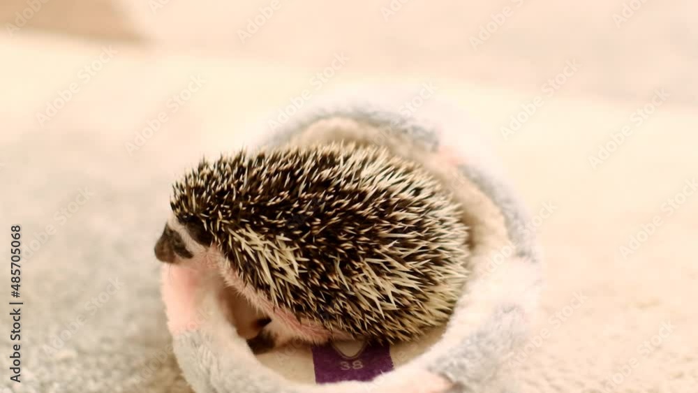 African pygmy hedgehog. Baby hedgehog a blurred light background.prickly pet. 4k footage African pygmy hedgehog. Baby hedgehog a blurred light background.prickly pet. 4k footage
