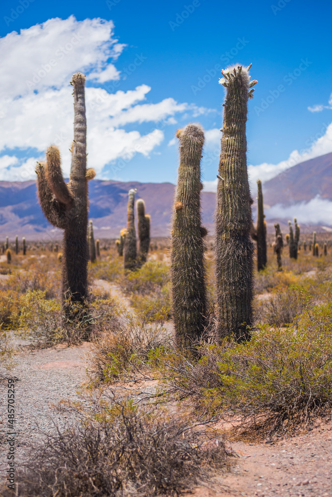 Cactus in Parque Nacional Los Cardones (Cactus National Park), Cachi Valley, Calchaqui Valleys, Salta Province, North Argentina, South America