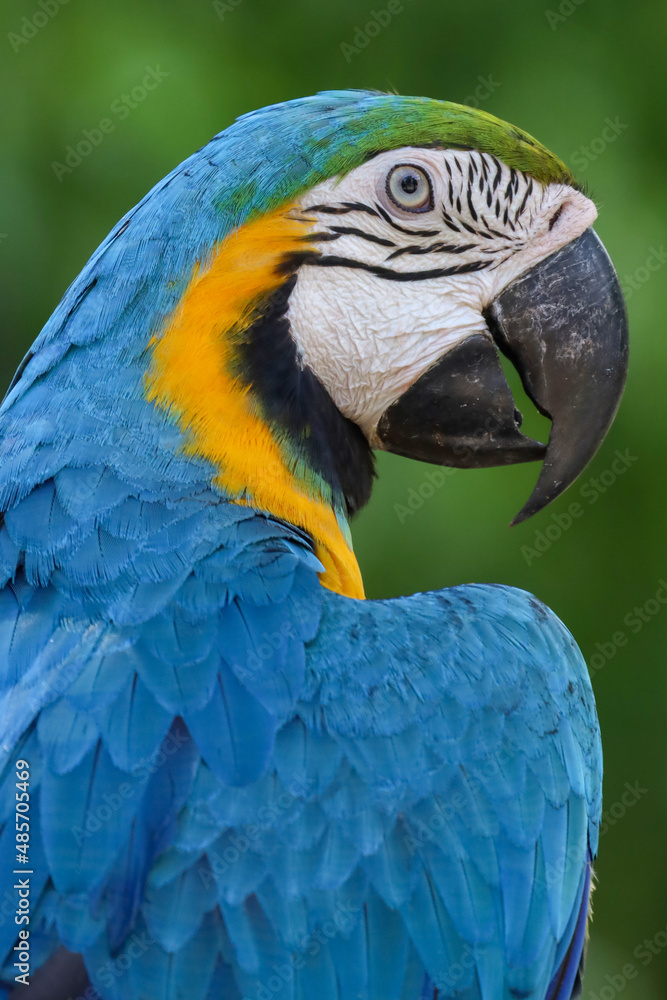 Close up head the Blue and yellow macaw parrot bird in garden Close up head the Blue and yellow macaw parrot bird in garden