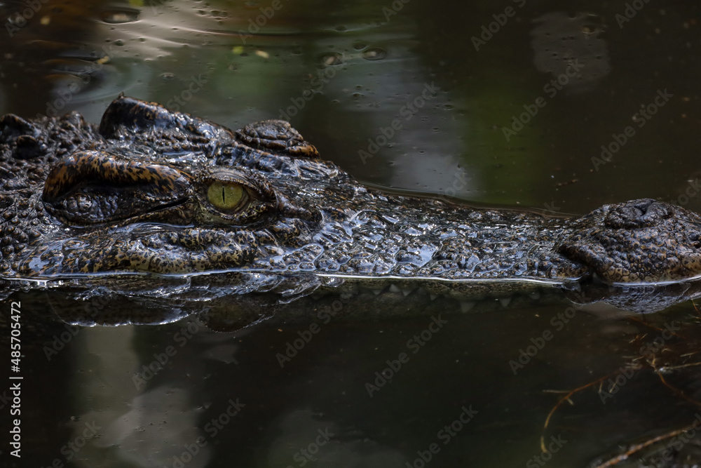 Close up head crocodile is show head in river Close up head crocodile is show head in river